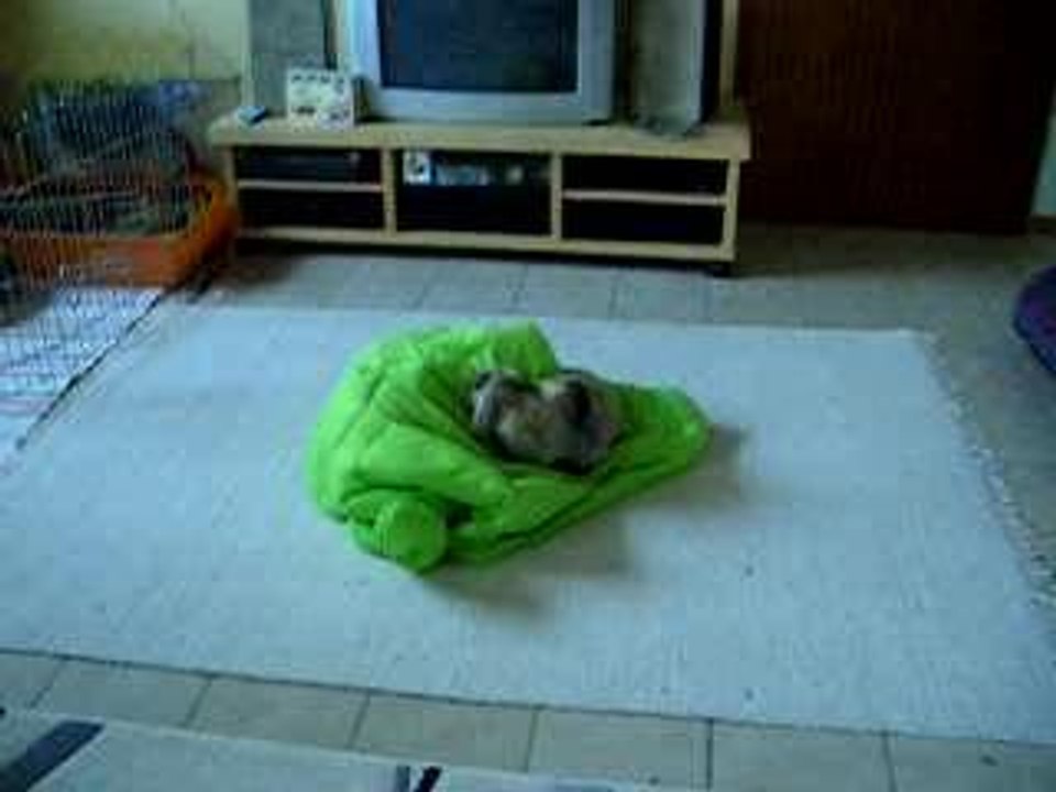 Unheimliche begegnung mit schnappi