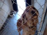 Hornell Animal Shelter video #1 - dogs and puppies