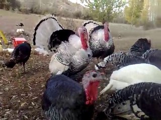 Hindilerle birazcık muhabbet ettim çokda zevkli oldu :))