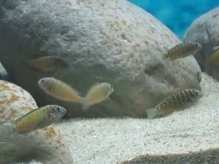 Kasakalawe yavrularım