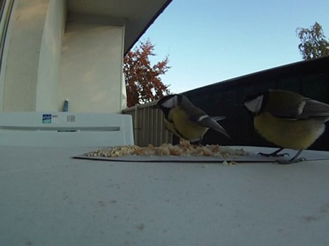 mésanges charbonnières