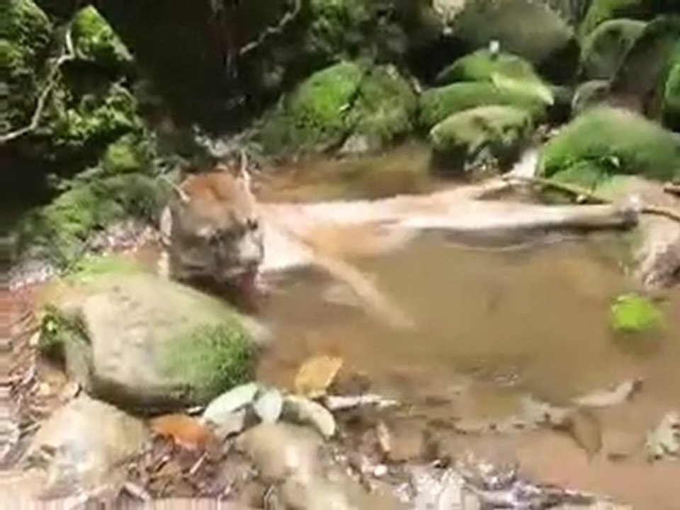 Sonko le puma