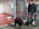 Elevage de chiens-guides pour aveugles à Lezoux