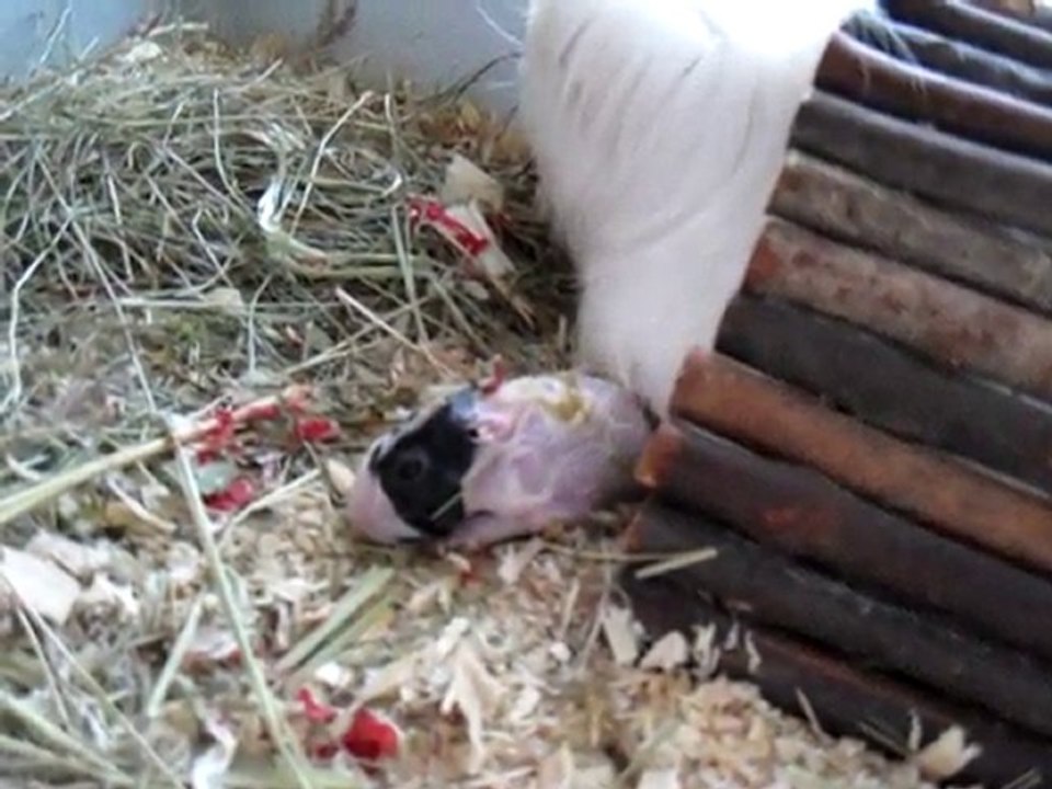 naissance petit cochon d'inde