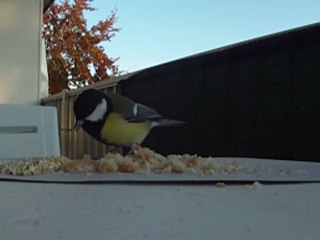 mésange charbonnière