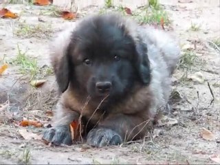 Fatou, chiot leonberg