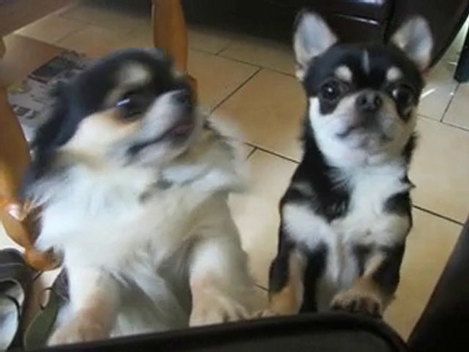 les petits cris de Baby Love