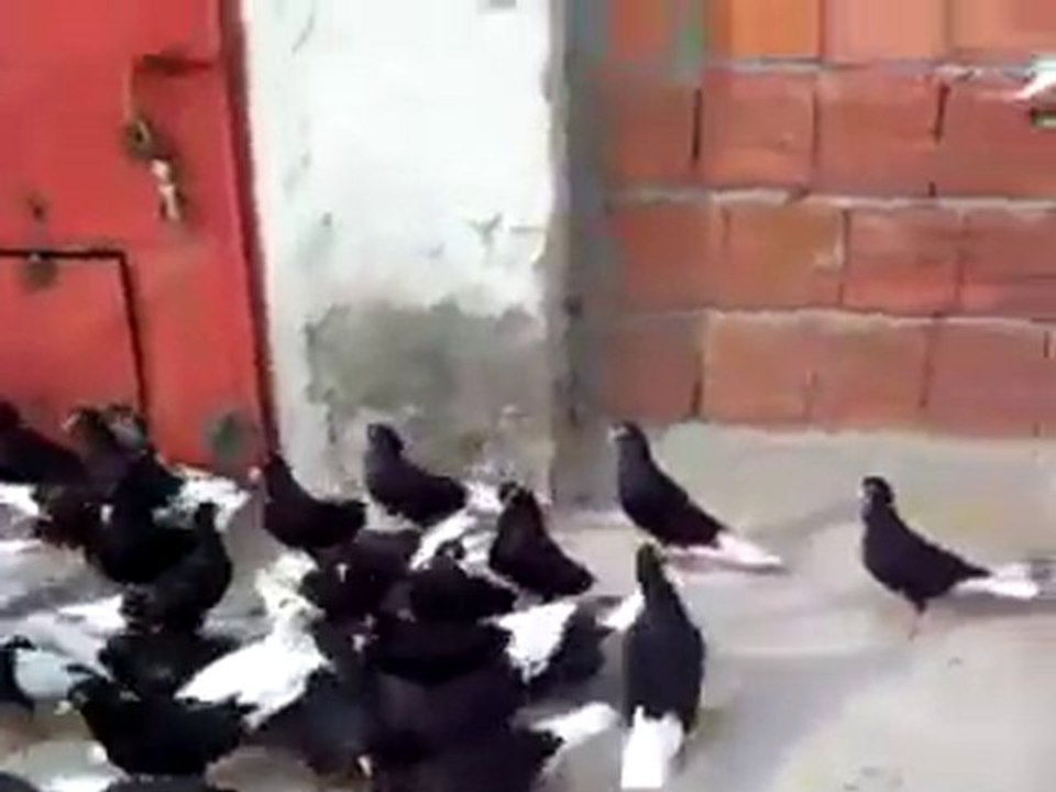 Alaca Güvercinler