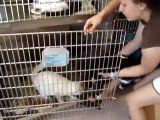Hornell Animal Shelter #6 - kittens