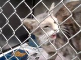 Hornell Animal Shelter #7 - cats kittens