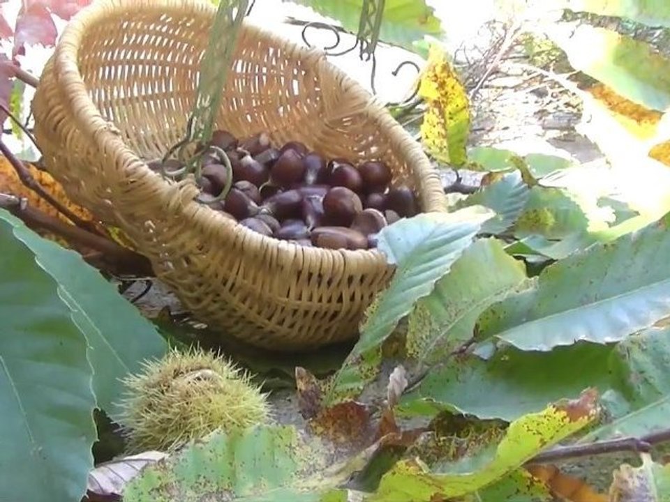 Fête Châtaignes Vin Agneau Pays Cathare Villardonnel 2010