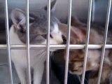 Hornell Animal Shelter #13 - more kittens