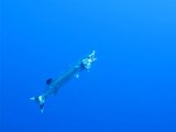 Barracuda au netoyage - Daedalus reef- Egypte
