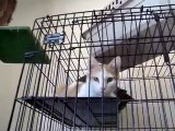 Hornell Animal Shelter #16 - more kittens