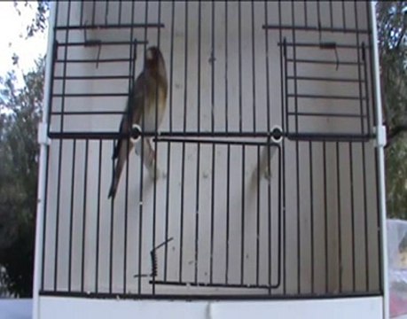 chardonneret x canari a 5 mois
