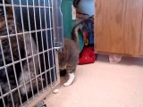 Hornell Animal Shelter 22 - cat in cage, cat on floor