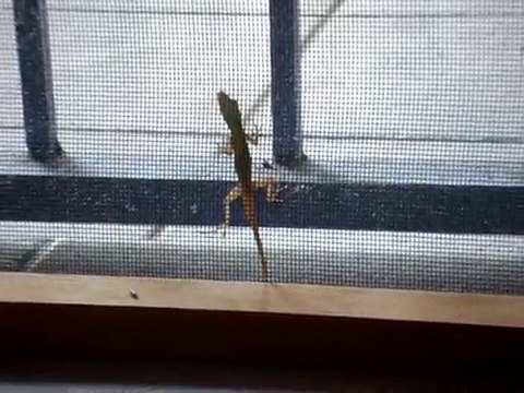 je l'aurais un jour! je l'aurais