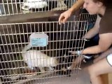 Hornell Animal Shelter 25 - two cats back in cage