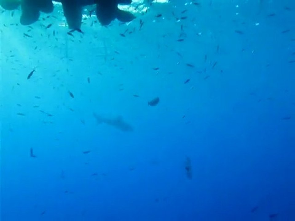 Requin océanique sous le bateau Daedalus reef -egypte