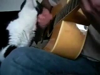 biri kediyi sevsin kaşısın bişey yapsın )