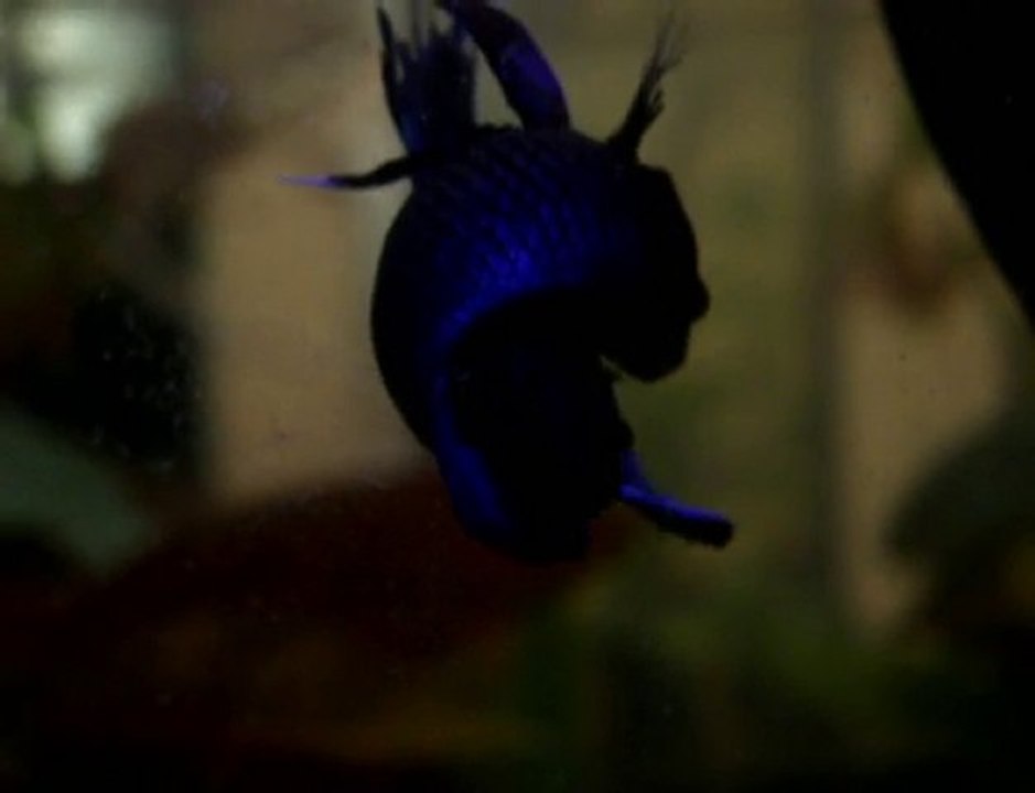 frai betta splendens