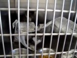 Hornell Animal Shelter #38 - kittens paper fight in cage