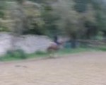 29 10 2010 008 galop en carriere tarot et moi