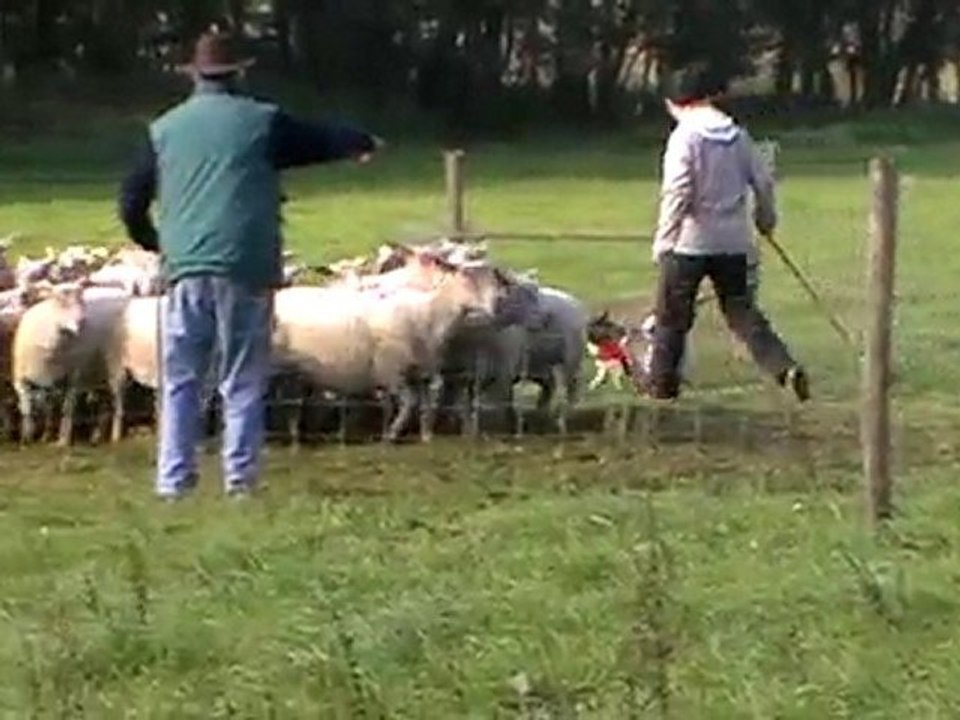 Boom au troupeau 26/10/10