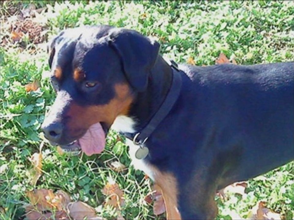 Ma vie de chien