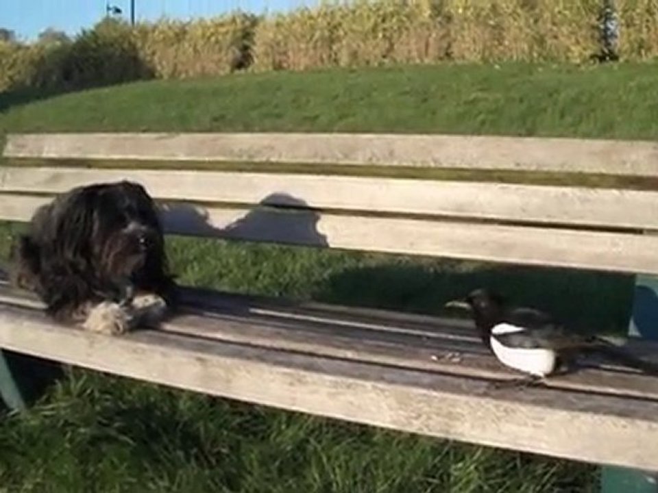 La pie et son copain le chien 2