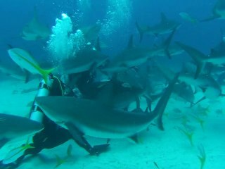 GR8 Divn's Blackbeard's Trip 2010 - Shark Adventure