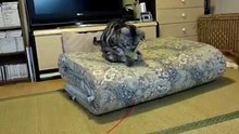 cat in HD