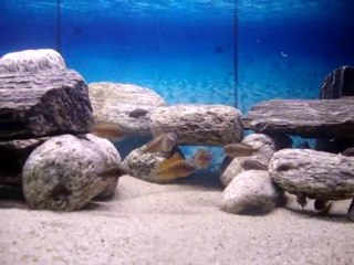 Moori İlangi Yellowlarım