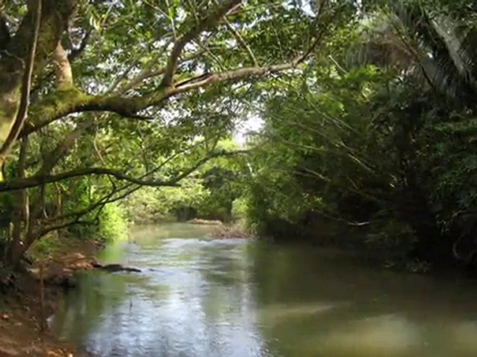 JUNGLE TRAVEL