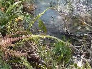 Pêche into the wild