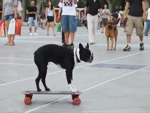 Boston Terrier street skateboarding