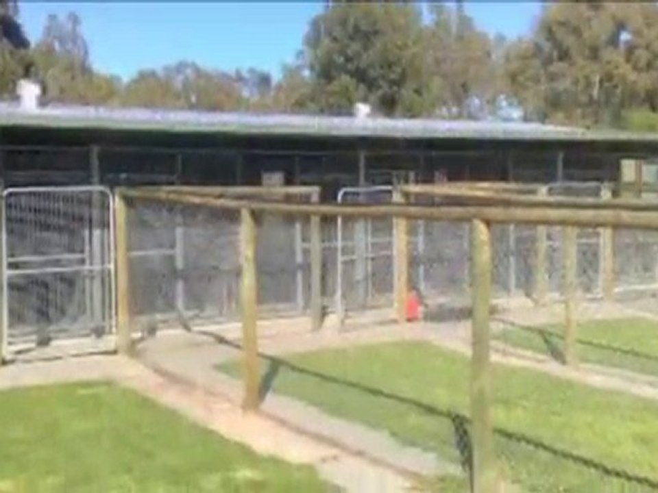 Dog Boarding Kennels Canning Vale The Paw House ...