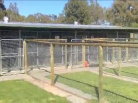 Dog Boarding Kennels Canning Vale The Paw House ...
