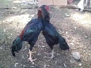 Video0018