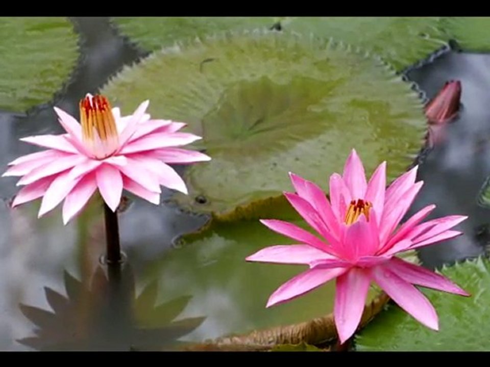 La méditation dhammakaya français
