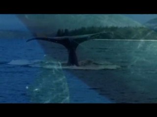 Beat Eat Bones - Mood like an Animal