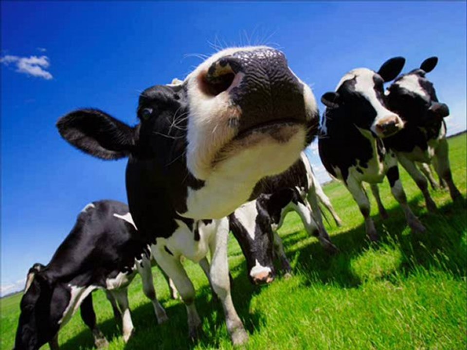 la vache