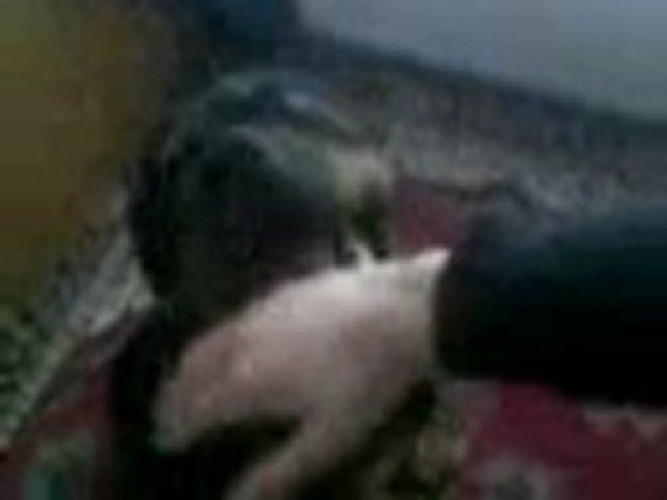 dodo