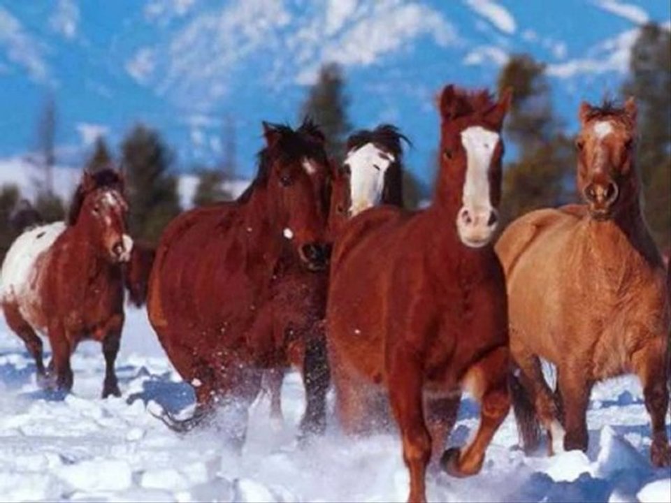 les chevaux du matin_0001