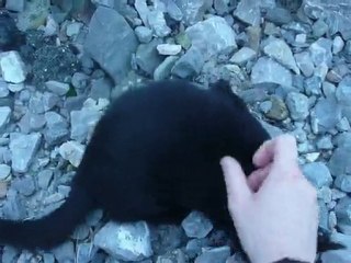 des nouvelles des chat du clipon