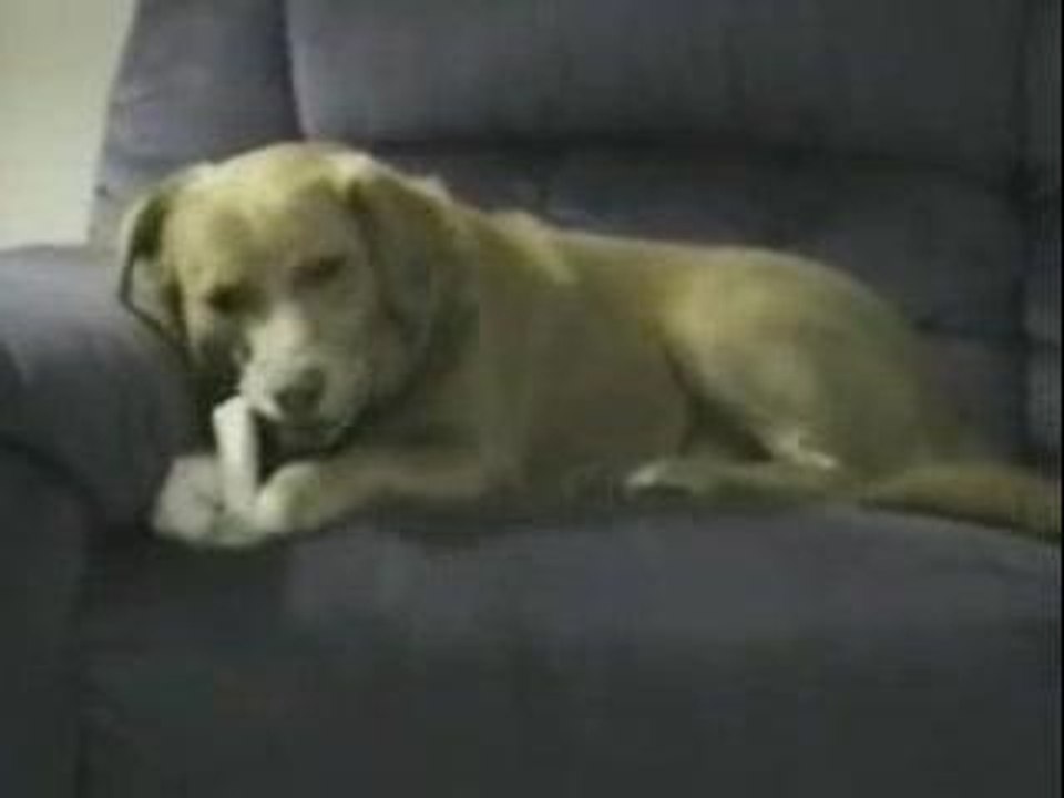 lechienlepluscondumonde