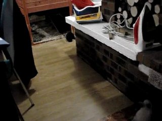 bébés lapinous 3 sepaines (dingues)