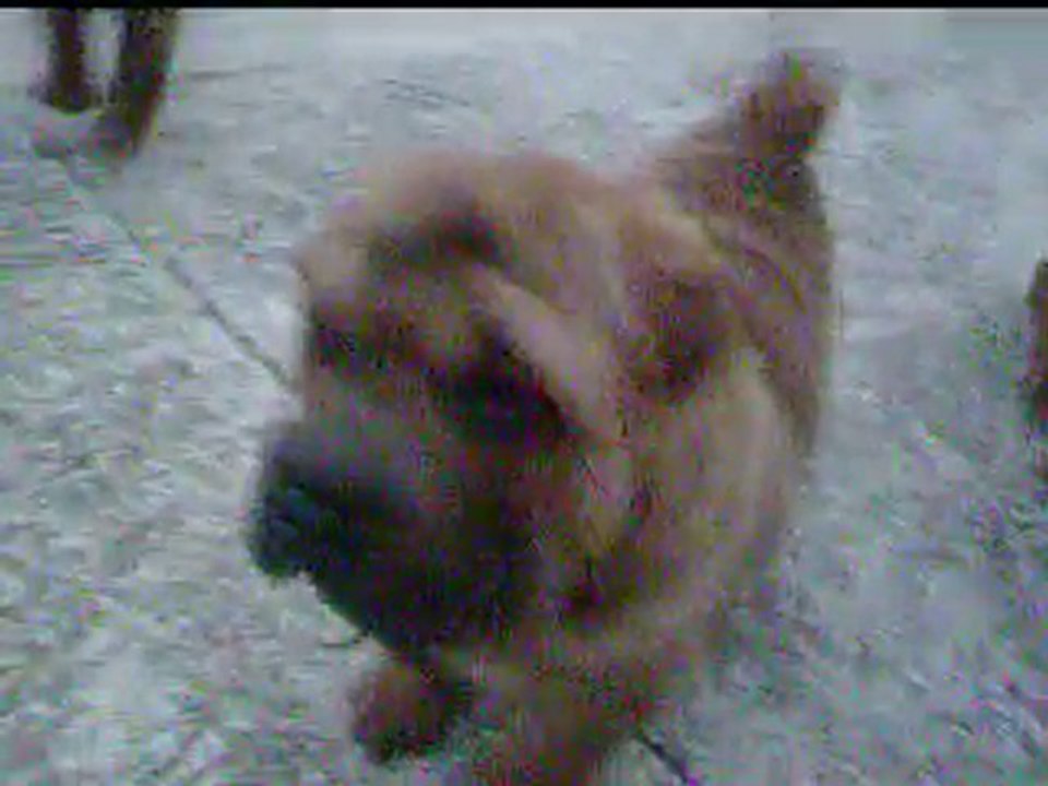 les "fauves" sont lachés 2