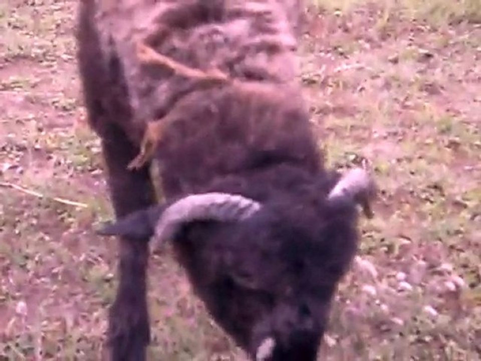 kaynar mahallesi kuzular