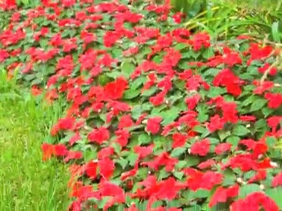The Vegetarian Guy prepares Japanese Imo Yams & Lemon Miso